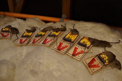 mouse trapping