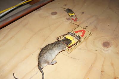 rodent trapping